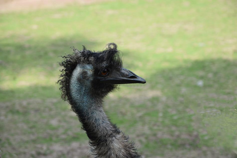 Ostrich Zoo Bird