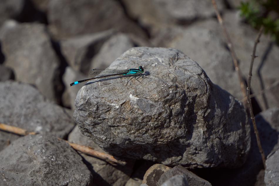 Dragonfly Flying Insect