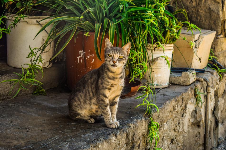 Cat Stray Young