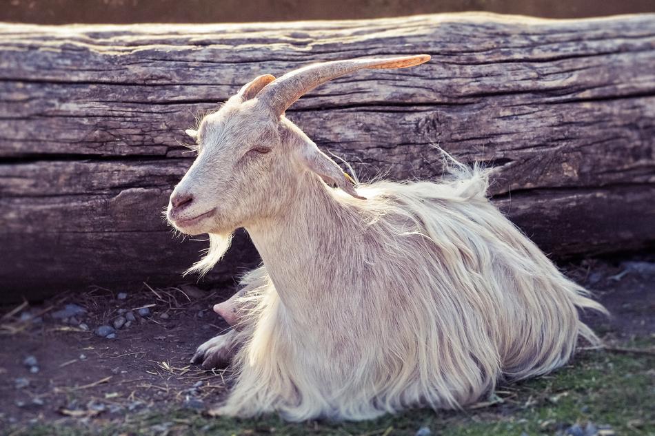 Animal Goat Horns Domestic