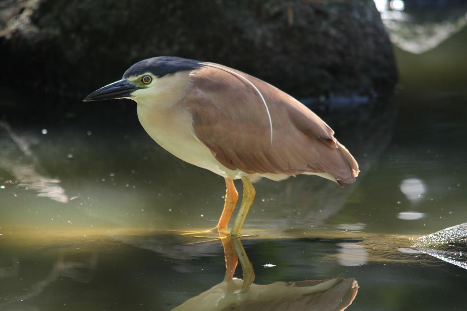 Bird Water Pond