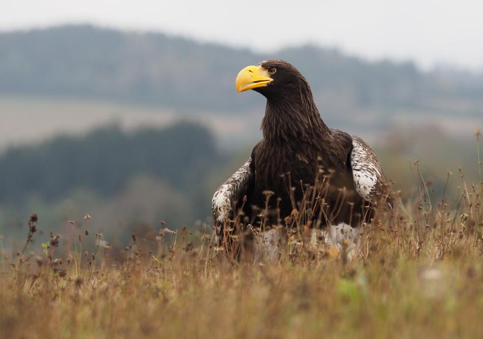 black eagle in a field of grass