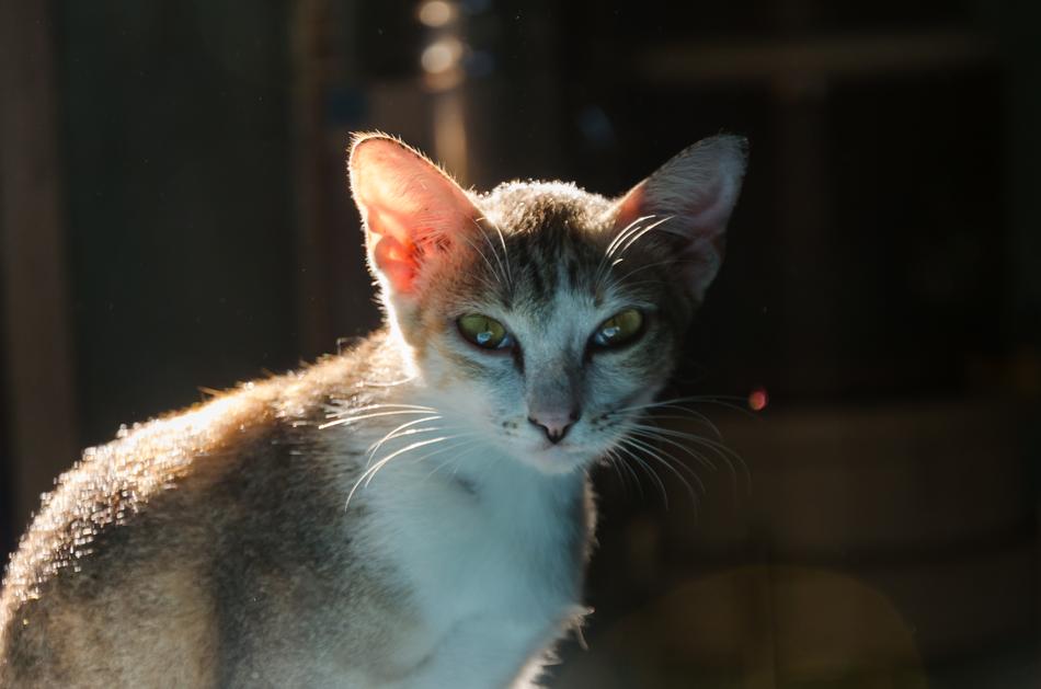 Small Cat In shadow