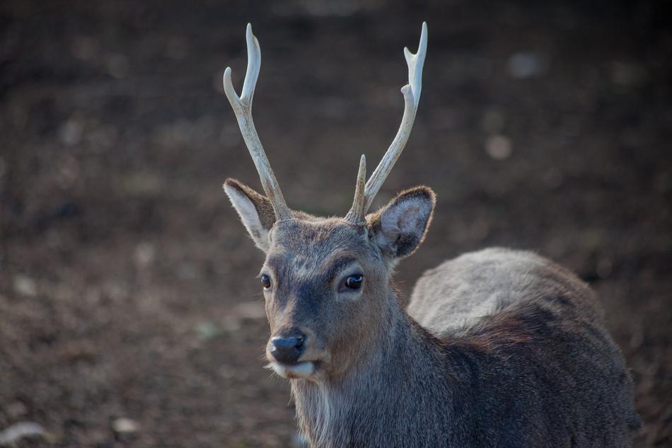 beautiful wild deer