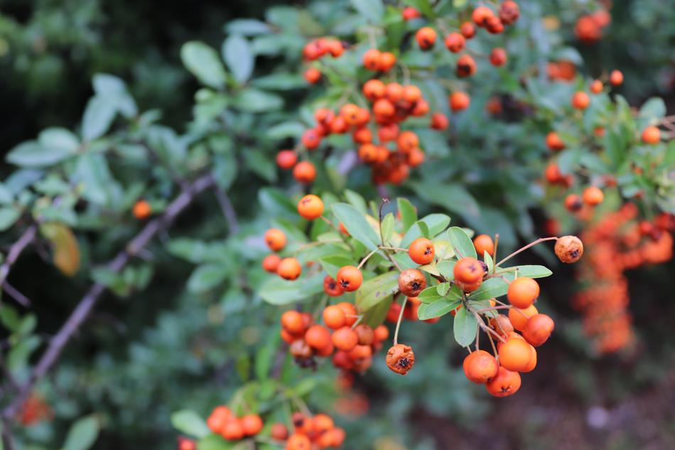 Rowan Cat Plant