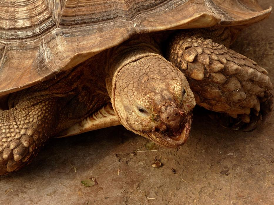 Tortoise Animals In Captivity