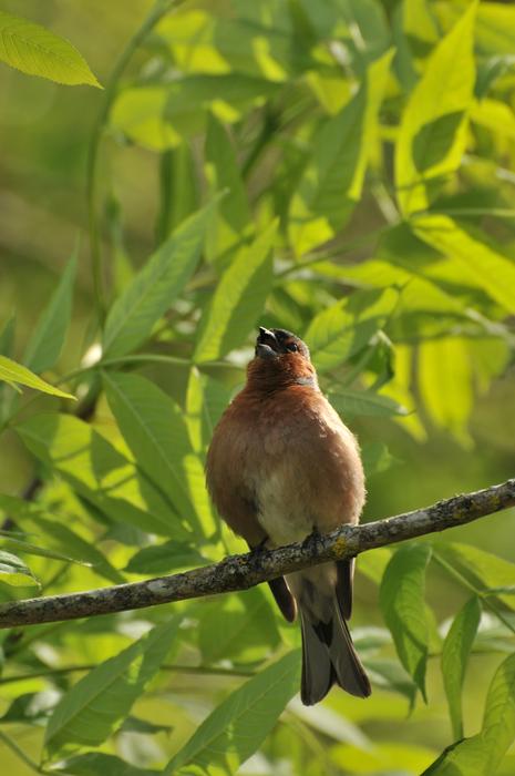 Chaffinches Bird Nature