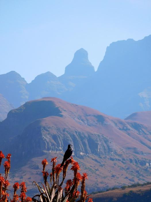 Mountains Drakensberg Aloe Vera