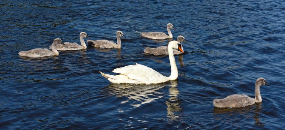 a flock of swans in the sea is beautiful