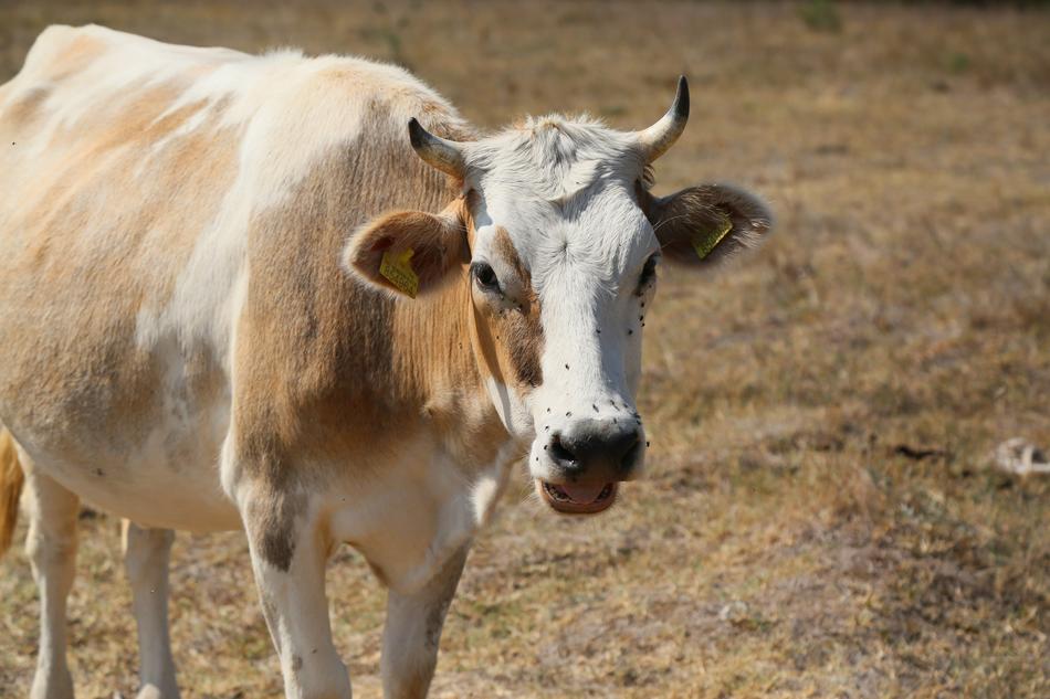 Cow Animal Cattle