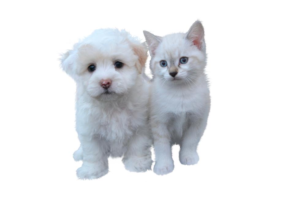 Dog And Cat Free Pet