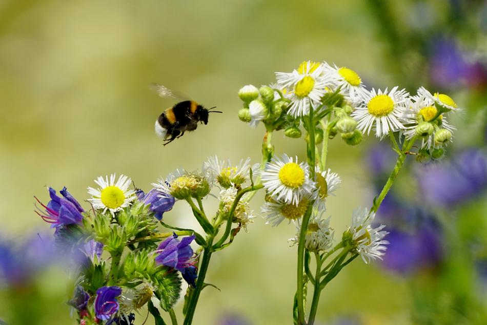 Spring Flowering Plants Insect