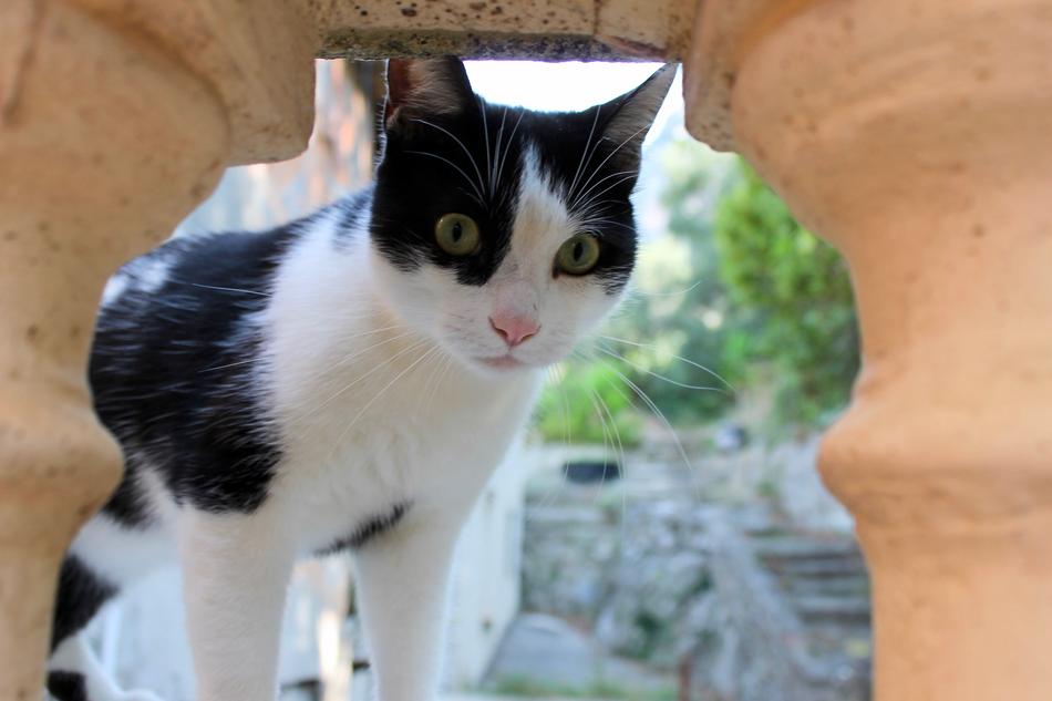 Cat Black And White