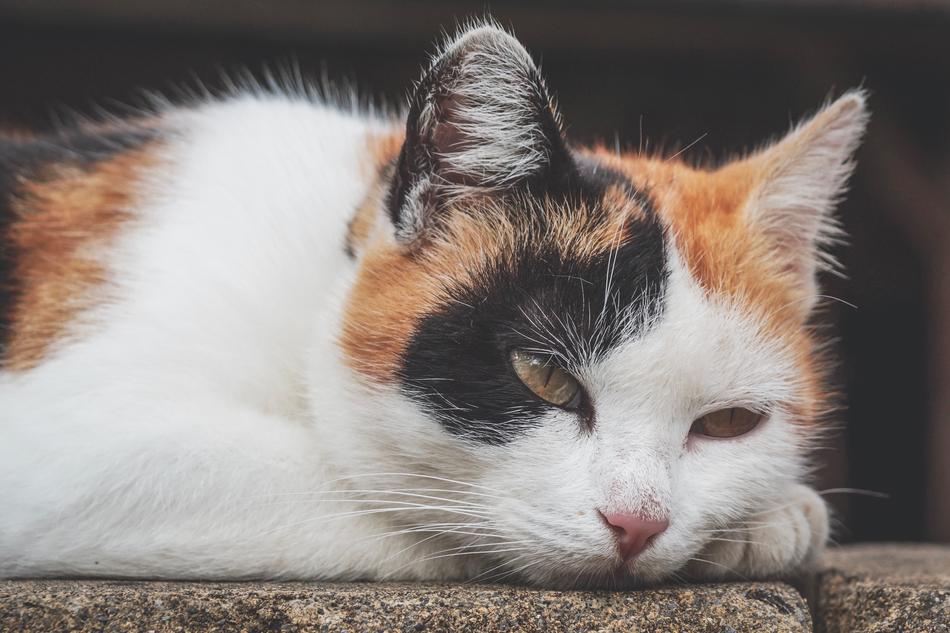 Cat Three Coloured Lucky
