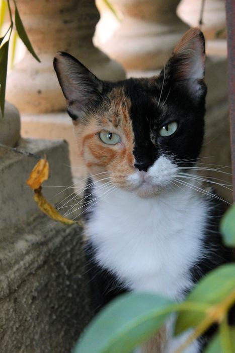 Cat Pussy Tricolor
