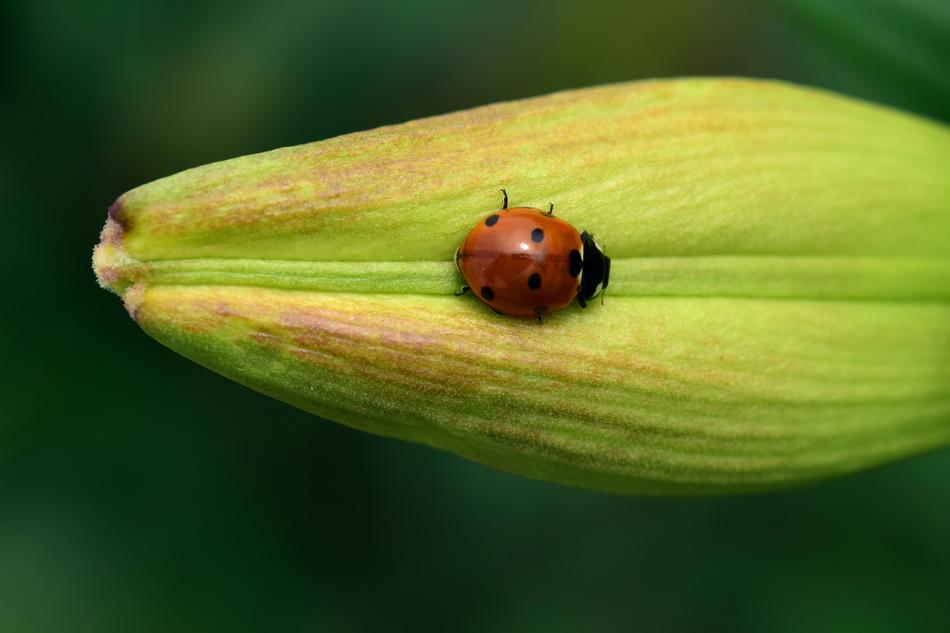 Ladybug Bud Lily
