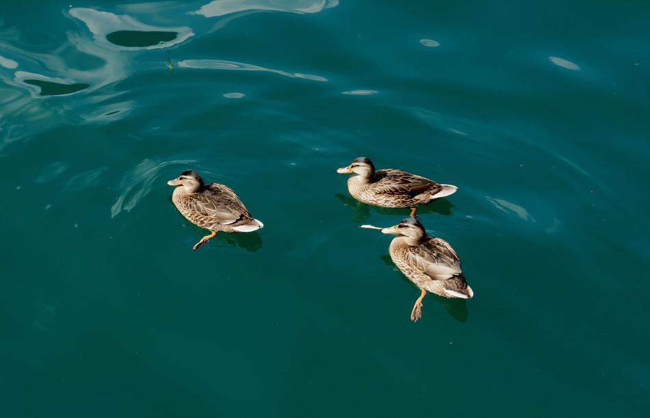 Ducks Waterfowl Water Bird