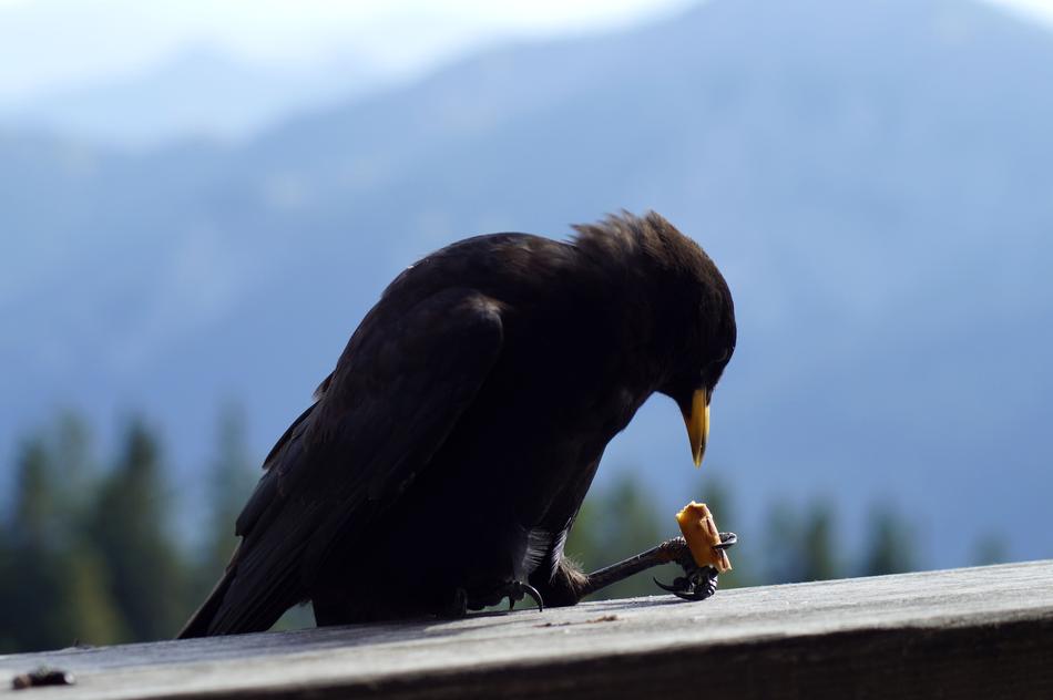 Bergdohle Bird Chough