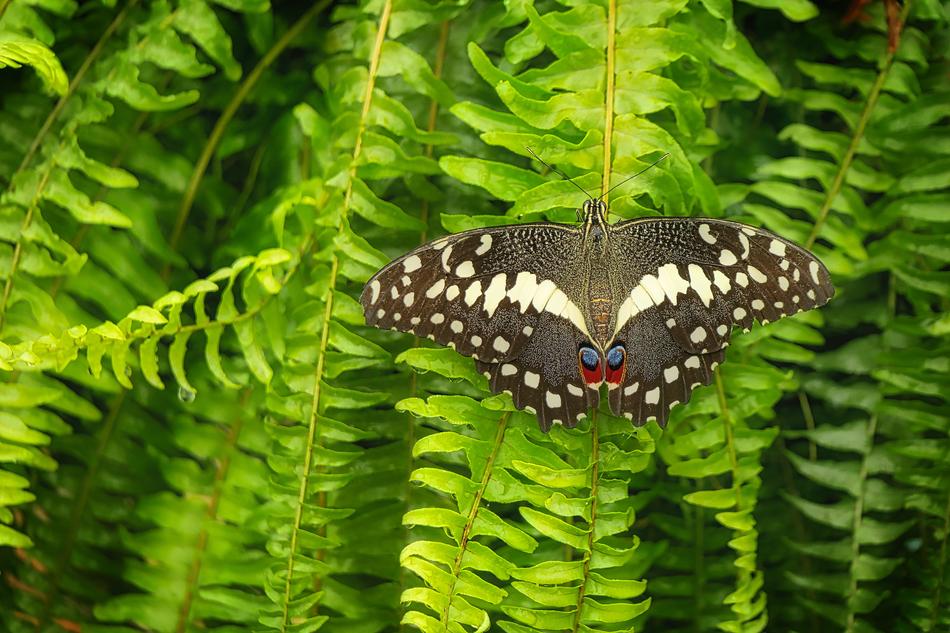 Butterfly Close Up Insect