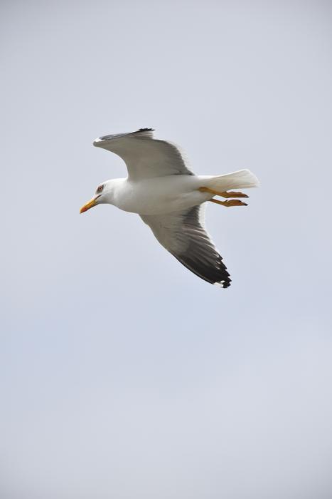 a white bird is flying