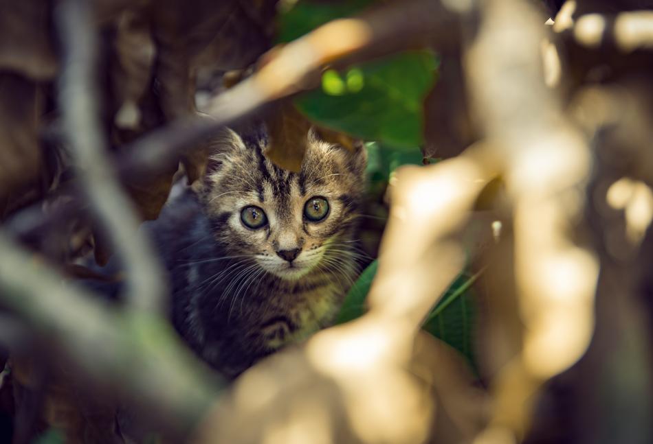 a little kitten in the foliage