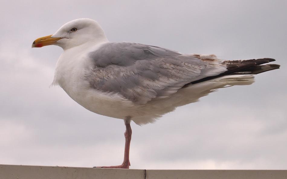 Seagull Bird