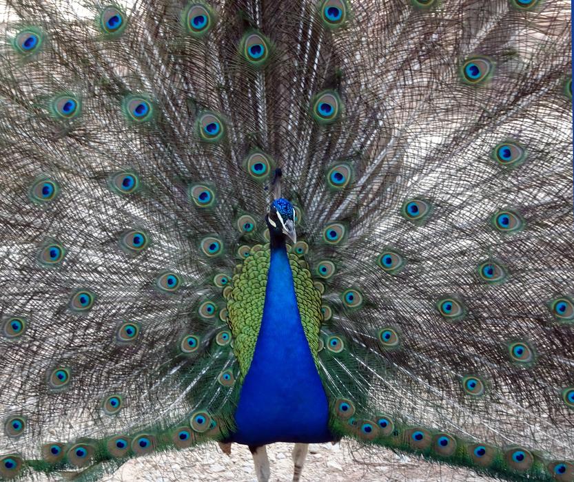 Peacock Bird Animals