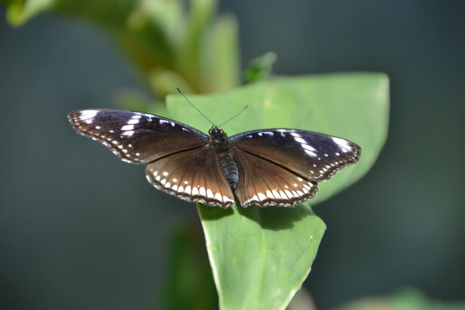 Butterfly Fly Flying