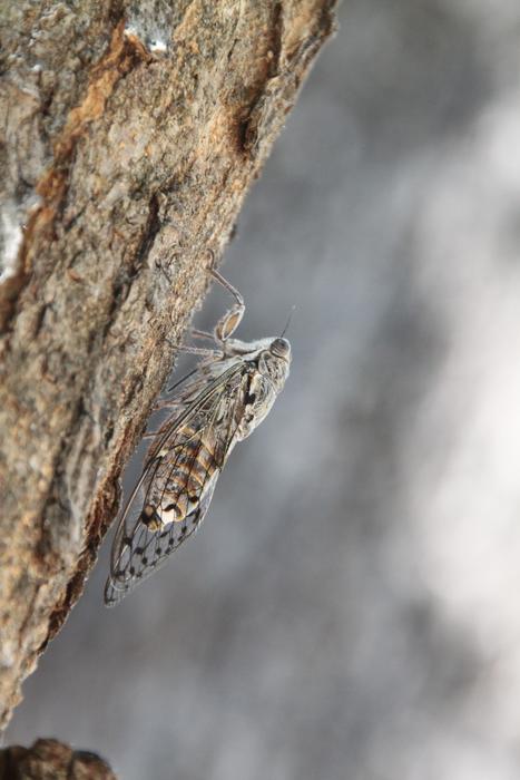 Tree Cicada Insect