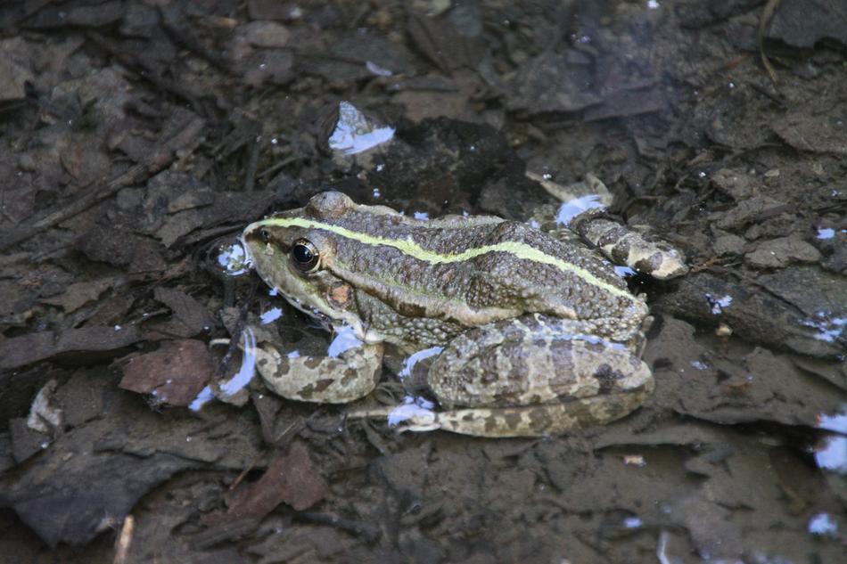 Frog Water Amphibian