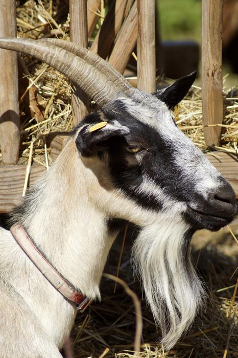 a goat with a long beard