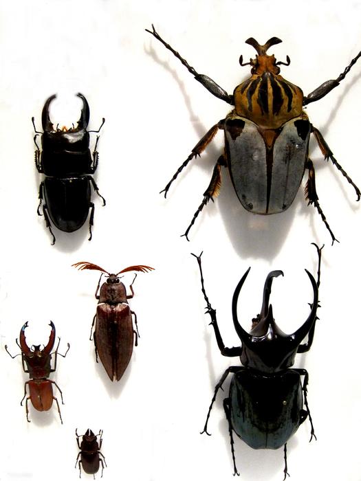 Beetle Black Insect