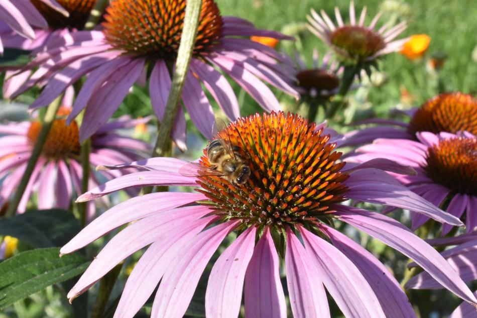 large insect on a bud