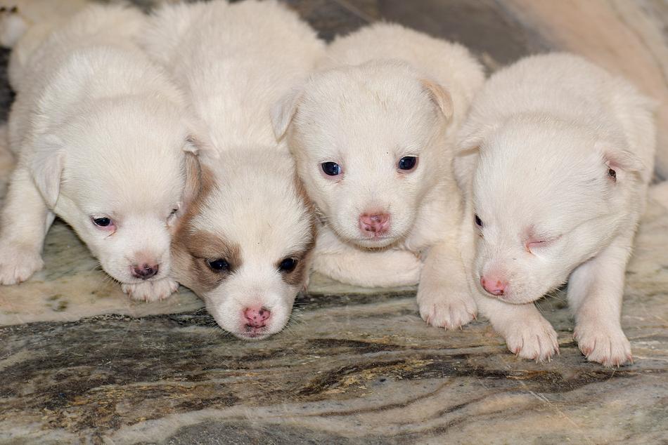 Puppy Pet Cute