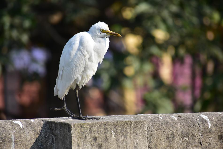 Bird White Heron Close