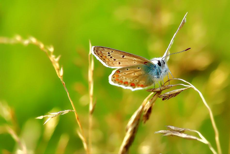 Common Blue Lycaenidae Butterfly