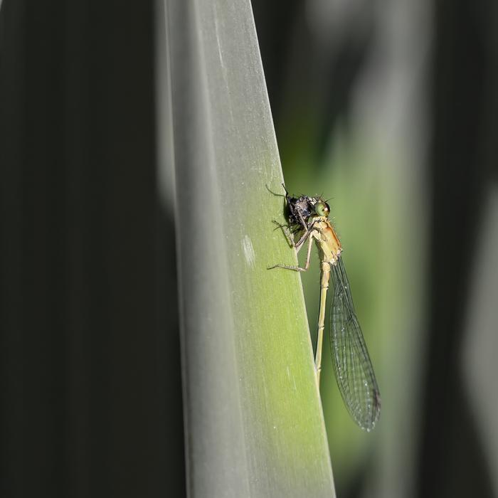 Insect Dragonfly Spring