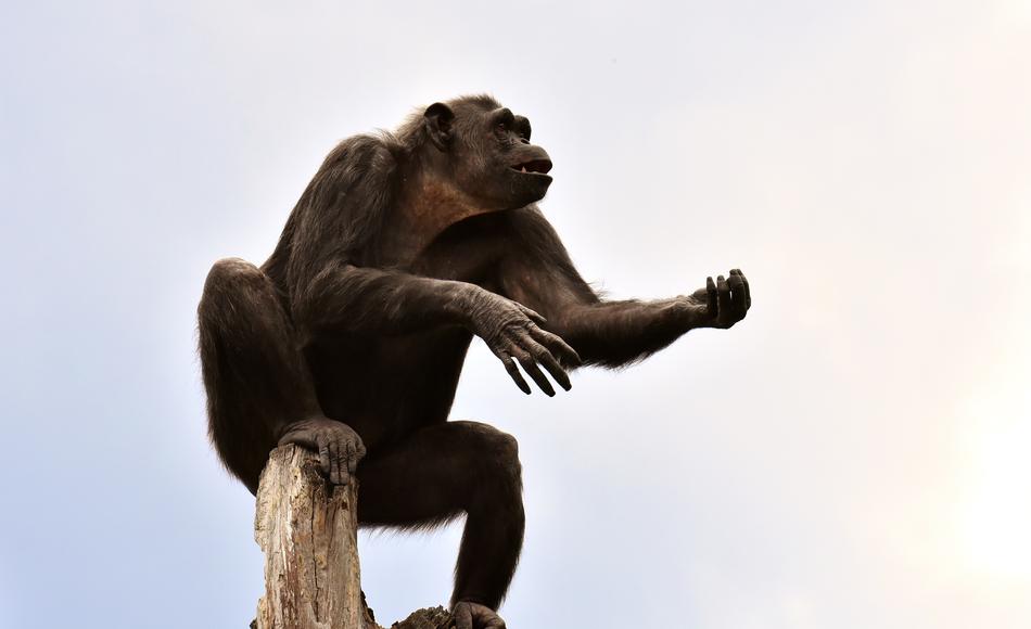 Chimpanzee Monkey Animal World