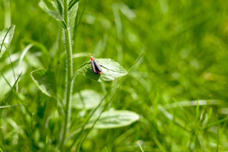 Green Insect Nature