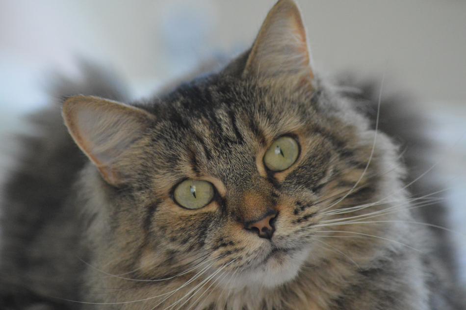 Cat Tabby Portrait