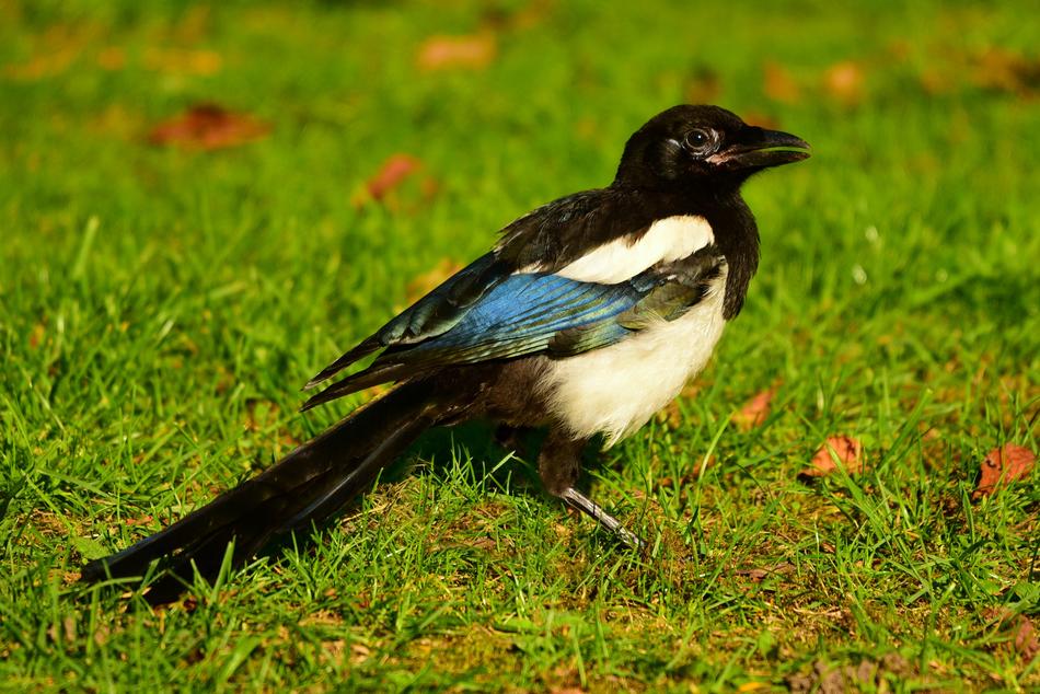 Magpie Eurasian Bird