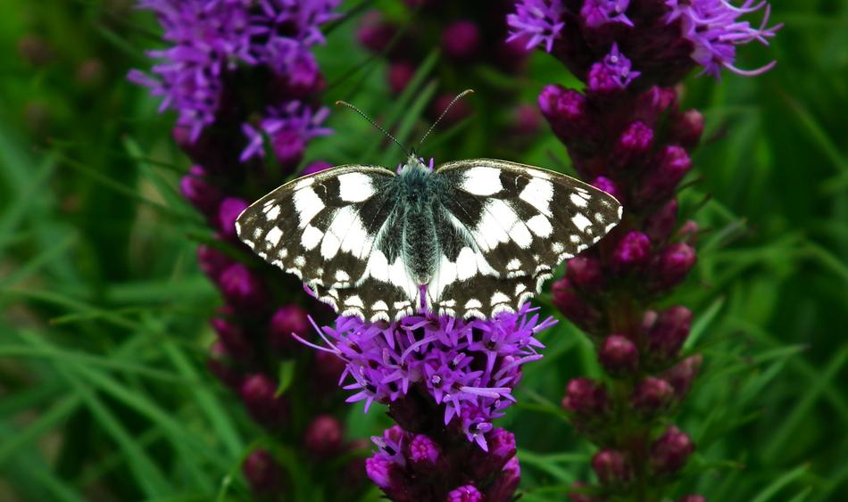 Butterfly Insect Nature