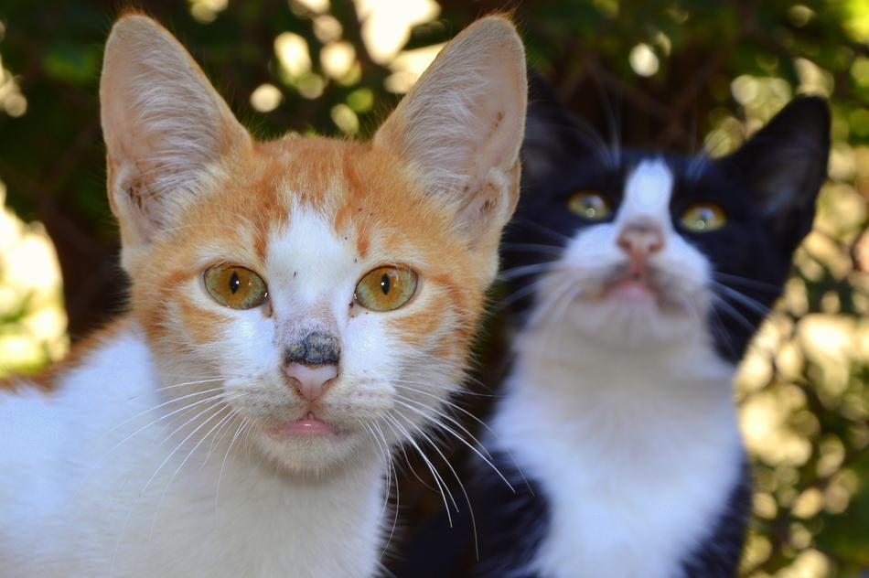 Animals Cat Young