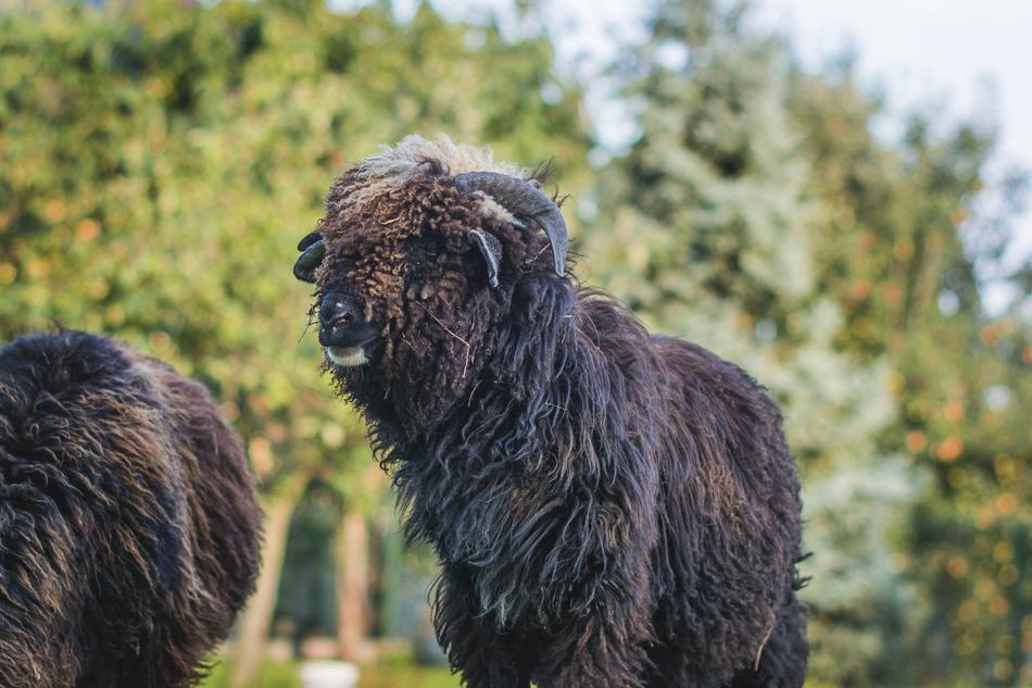 Sheep Black