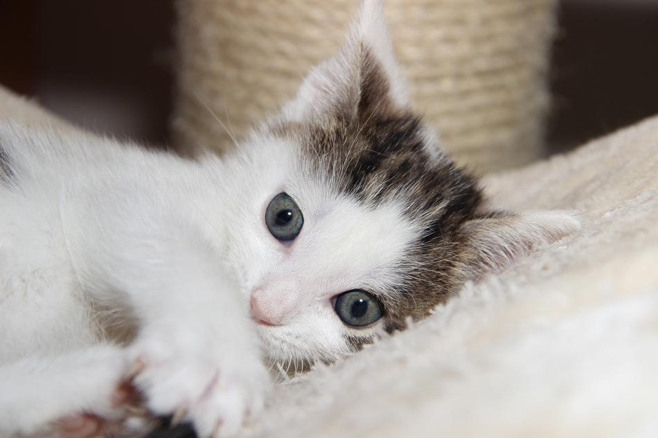 Cat Domestic Small