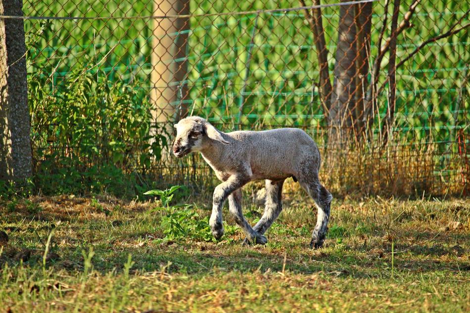 Sheep Lamb Animal