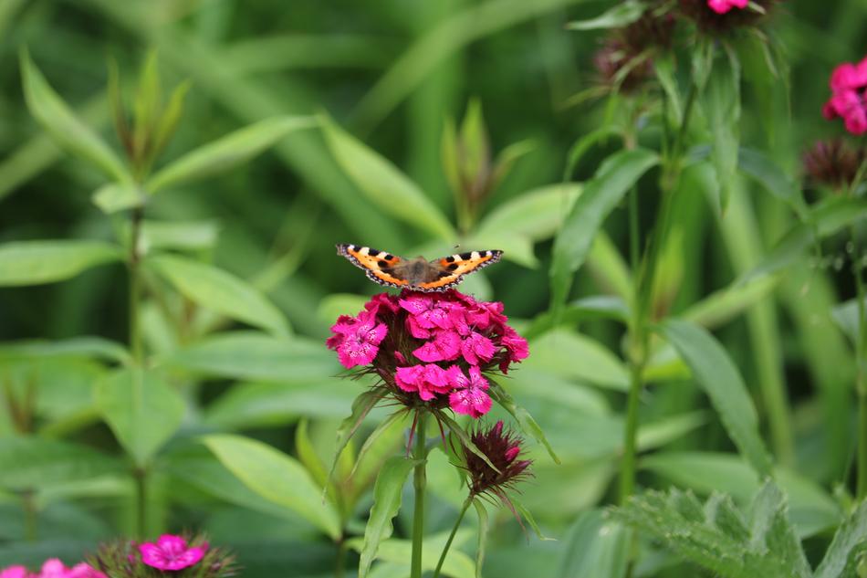 Butterfly Insect Hives