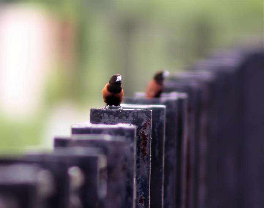 Bird Outdoor Natural