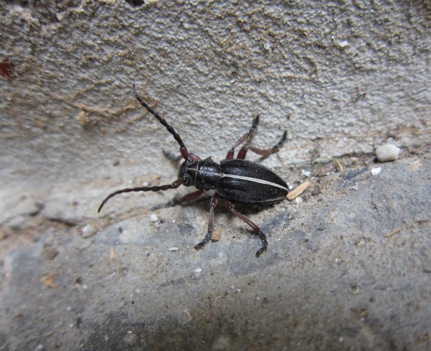 Beetle Insect Bug