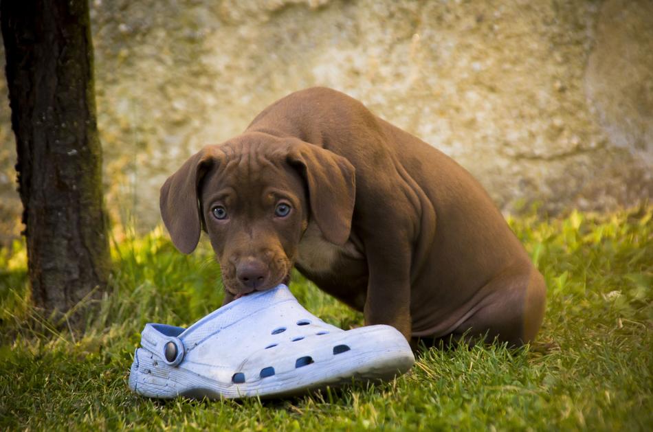 Dog Puppy Outdoors